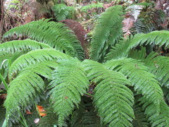 Prince of Wales Fern - Photo (c) Katy Johns, some rights reserved (CC BY-NC), uploaded by Katy Johns