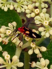 Oncopeltus varicolor