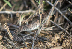 Bothrops erythromelas