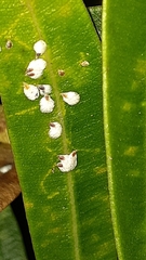 Pseudaulacaspis cockerelli