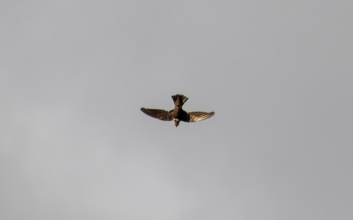 Biscutate Swift (Streptoprocne biscutata), photo 5