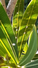 Pseudaulacaspis cockerelli