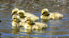 Branta canadensis