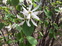 Amelanchier cusickii