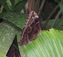 Morpho helenor narcissus