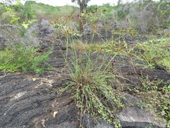Cyperus anderssonii