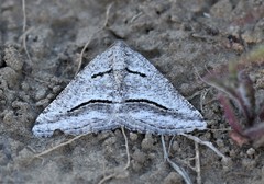 Digrammia rippertaria