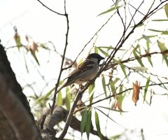 Passer domesticus