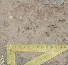 Charadrius vociferus