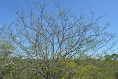 Mimozyganthus carinatus