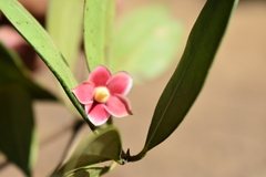 Ternstroemia tepezapote