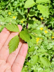 Rubus occidentalis