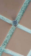 Borysthenes emarginatus