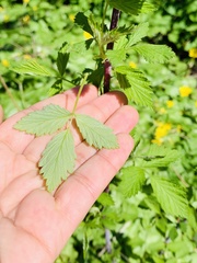 Rubus occidentalis