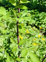Rubus occidentalis