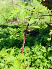 Rubus occidentalis