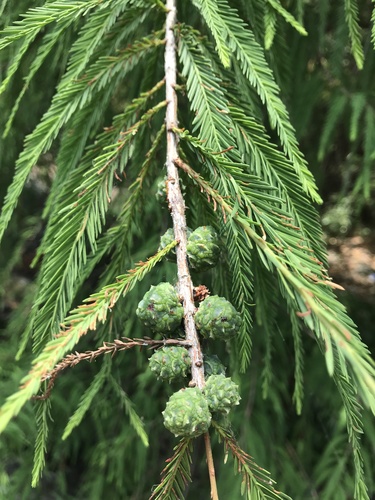 Montezuma cypress