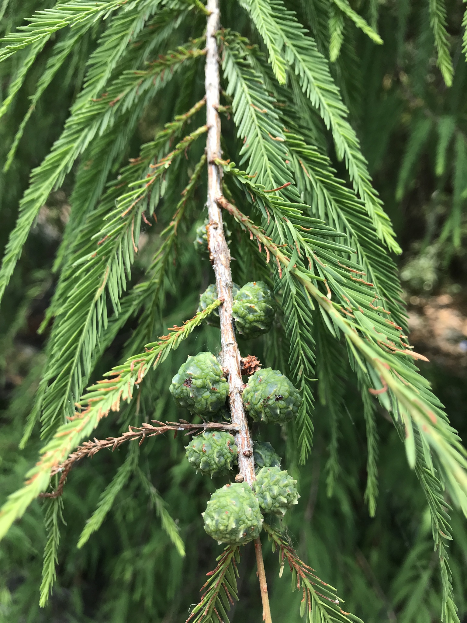 Taxodium mucronatum