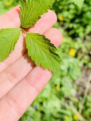 Rubus occidentalis