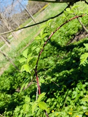 Rubus occidentalis