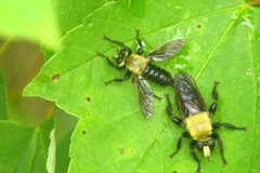 Laphria virginica