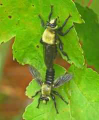 Laphria virginica