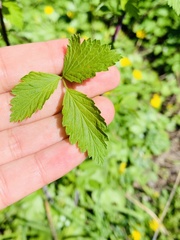 Rubus occidentalis