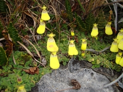 Calceolaria cumbemayensis