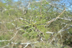 Mimozyganthus carinatus