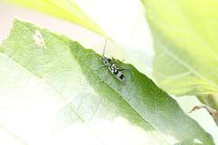 Chlorophorus macaumensis