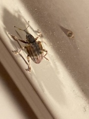 Conotrachelus anaglypticus