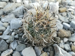 Ancistrocactus scheeri