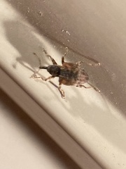 Conotrachelus anaglypticus