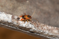 Ceratocapsus apicalis