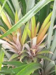 Ananas