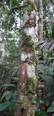 Minquartia guianensis
