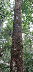 Myrcia paivae