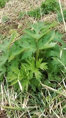 Angelica ursina