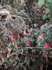 Castilleja arvensis
