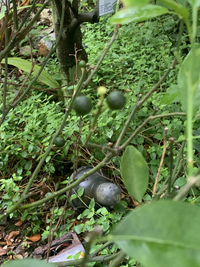 Papeda