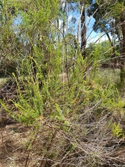 Cassinia arcuata