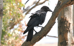 Corvus orru
