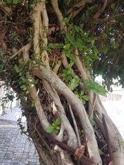 Ficus benjamina