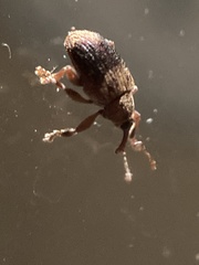 Lignyodes fraxini
