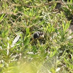 Sporophila torqueola