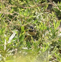 Sporophila torqueola