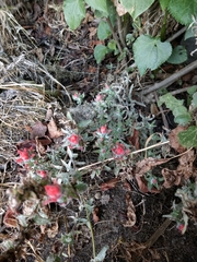 Castilleja arvensis