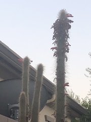 Cleistocactus strausii
