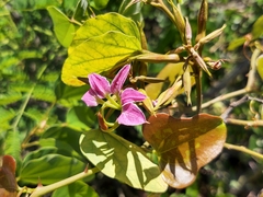 Bauhinia macranthera
