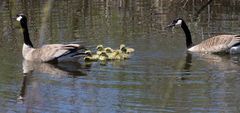 Branta canadensis